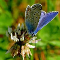 опять про бабочек...257 С Новым Годом! :: Александр Прокудин опять про бабочек...257 С Новым Годом! :: Александр Прокудин