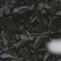 Снег :: Giant Tao /