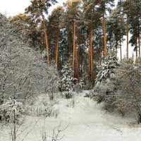 После снегопада :: Любовь Сахарова