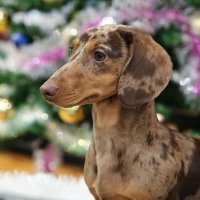 Портрет таксы :: Анатолий Шумилин