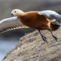 огарь.взлет :: юрий макаров огарь.взлет :: юрий макаров