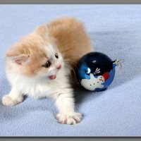 Ну держись Новый год! :: Владимир Попов