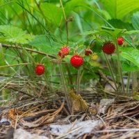 Краски лета. Земляника. г. Миасс, поселок Селянкино. :: Алексей Трухин