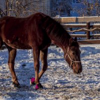 С НОВЫМ 2026 ГОДАМ ЛОШАДИ :: Владимир Максимов