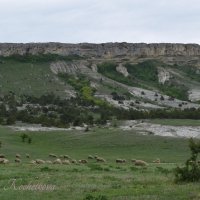 Природа Крыма :: Amazing Cosmea
