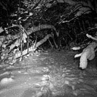 Новогодний лес. :: ВикТор Быстров