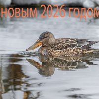 С праздником ! :: юрий макаров