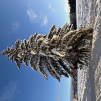 Стоит… Украшает… :: Ольга Савельева 