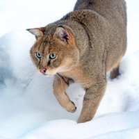 камышовый :: Михаил Бибичков