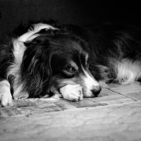 утомленный сугробами :: Артём 