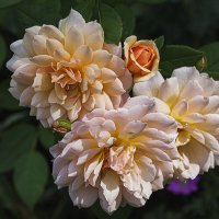 *** :: Александр 