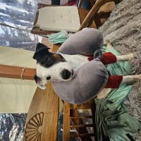 Барик модник :: Аркадий Басович