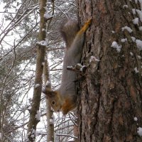 Акробатка :: Лариса С.
