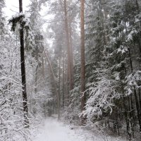 В дебрях парка :: Лариса С.