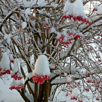 Новогодний ягодный стол. :: Михаил Попов
