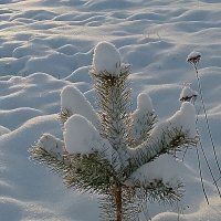 Молодая красавица. :: Татьяна Корнеева 