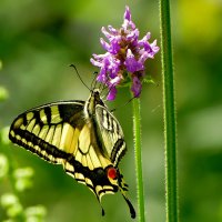 опять про бабочек...265 С Новым Годом! :: Александр Прокудин