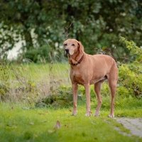 Недоверчивость... :: Николай Гирш