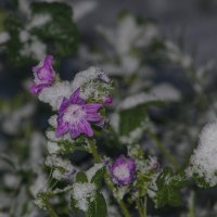 цветок :: Giant Tao /