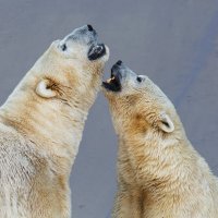 Белый :: SanSan 