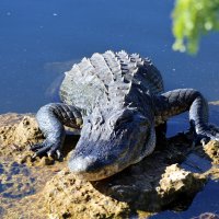 С  пяти метров. Флорида. :: Yury 