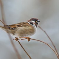 Удержаться на веточке. :: Татьяна Бравая Удержаться на веточке. :: Татьяна Бравая