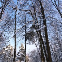 Сосны :: Dar(k) Life