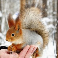 Доверие :: Галина Нестратова