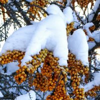 Облепиха в январе. :: Милешкин Владимир Алексеевич 
