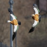 огари в полете. :: юрий макаров