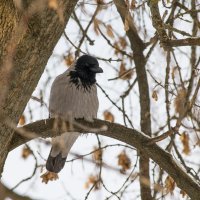 Ворона :: Артём Орлов