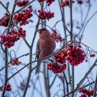 Щур :: Артём Орлов