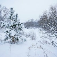 На берегу Протвы :: Сергей Курников