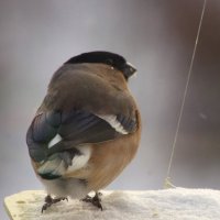 Подруга его на крыше... :: Юрий Куликов