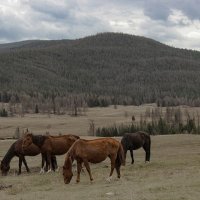 Улаганское плато :: елена беликова