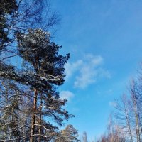 дорога небо голубое деревья :: Владимир дорога небо голубое деревья :: Владимир