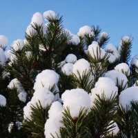 Снежные шарики :: Nataly St. 