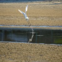 Цапля на взлете :: Иван Литвинов Цапля на взлете :: Иван Литвинов