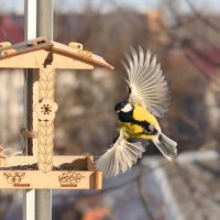 Крылатый полёт. :: Татьяна Бравая Крылатый полёт. :: Татьяна Бравая