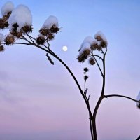 Морозный день :: Мария Яковлева