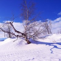 Старая береза в белой тональности! :: Владимир Старая береза в белой тональности! :: Владимир