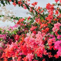 Яркие краски цветов :: Георгиевич 