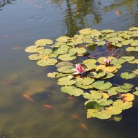 Пруд с кувшинками и золотыми рыбками :: Леонид 