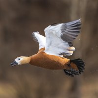 огарь в полете. :: юрий макаров