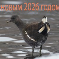 С новым годом ! :: юрий макаров С новым годом ! :: юрий макаров