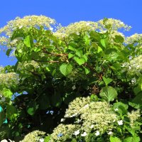 май :: Елена Шаламова май :: Елена Шаламова