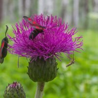 Краски лета. :: Алексей Трухин Краски лета. :: Алексей Трухин