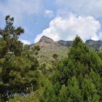 Природа Крыма :: Amazing Cosmea Природа Крыма :: Amazing Cosmea