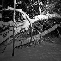 Лес зимний. :: ВикТор Быстров Лес зимний. :: ВикТор Быстров