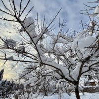 Облепиха под снежной ватой) :: Любовь 